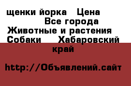 щенки йорка › Цена ­ 15 000 - Все города Животные и растения » Собаки   . Хабаровский край